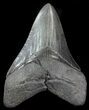 Serrated, Fossil Megalodon Tooth - Georgia #76518-1